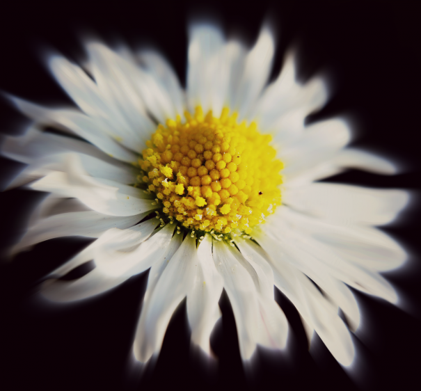 White Daisy Flower by Rosanna Zavanaiu
