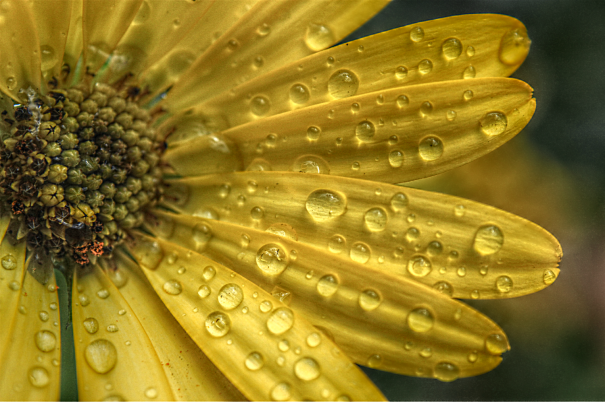 Osteospermum raindrops by Rosanna Zavanaiu
