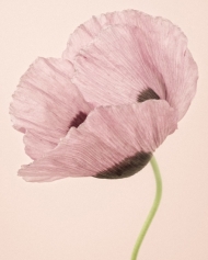 Opium Poppy I