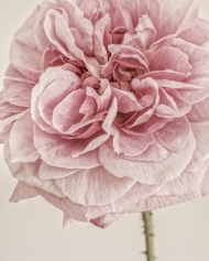 English Rose I