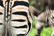 Zebra Bums