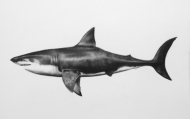 Jaws