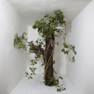 Tree in studio