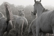 Camargue in the Mist 1
