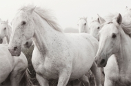 Camargue in the Mist 3