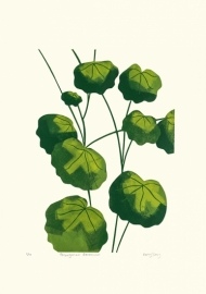 Pelargonium Geranium
