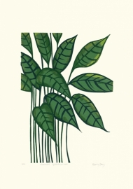Ctenanthe Oppenheimiana