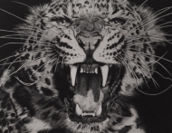 Amur Leopard
