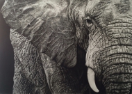 African Elephant
