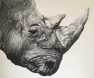 Northern White Rhino