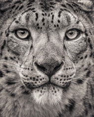 Portrait of a Snow Leopard, 30 x 38cm