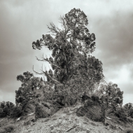 The path to Methuselah - Limited edition fine art print
