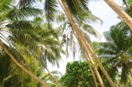 TREE MAN