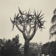 Palm South Africa - Limited Edition Fine Art print