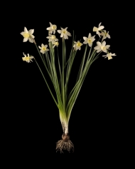 Narcissi 1