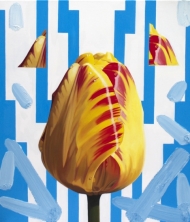 Tulip