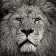 Lion's Stare