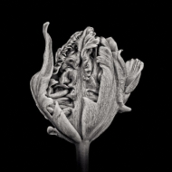 Black Parrot Tulip I (PTL006)