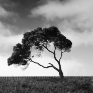 Geoffrey Ansel Agrons