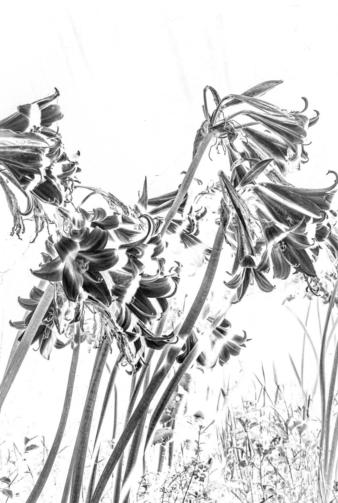 Amarillys Belladonas by Lobo Velar de Irigoyen Buy Art Online Rise Art