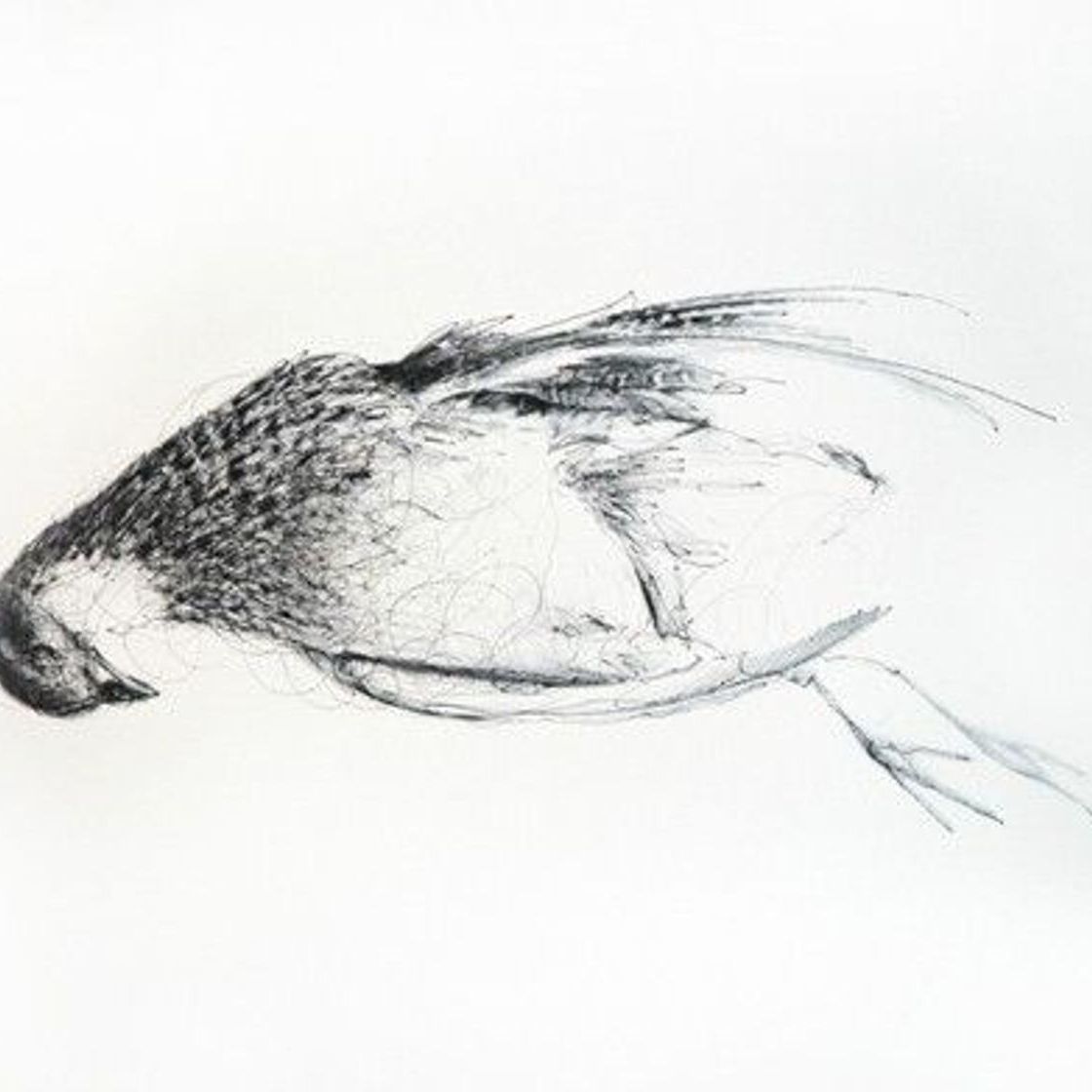 Vogelzeichnungen zum Kauf | Rise Art, image size:1120x1120