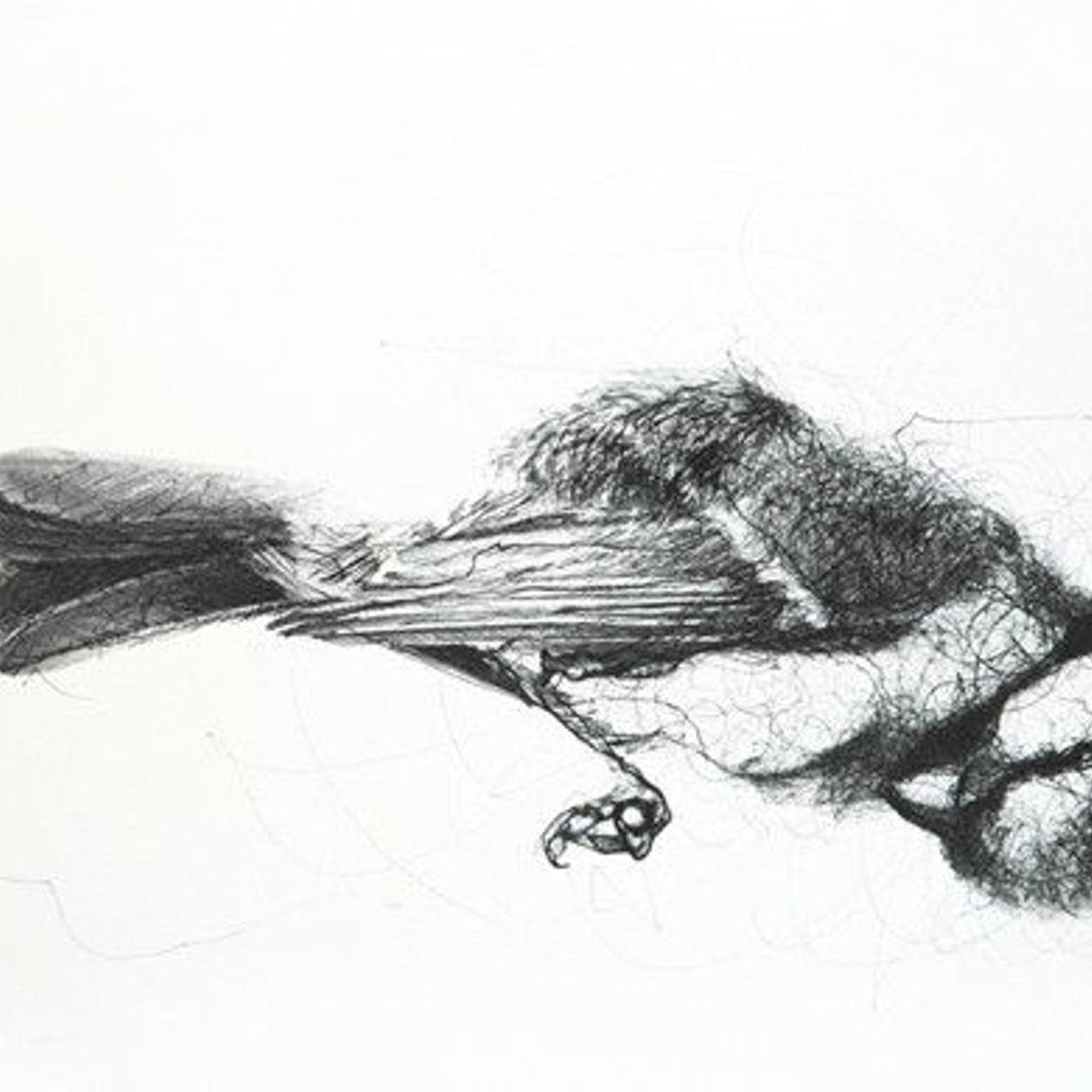 Vogelzeichnungen zum Kauf | Rise Art, image size:1120x1120