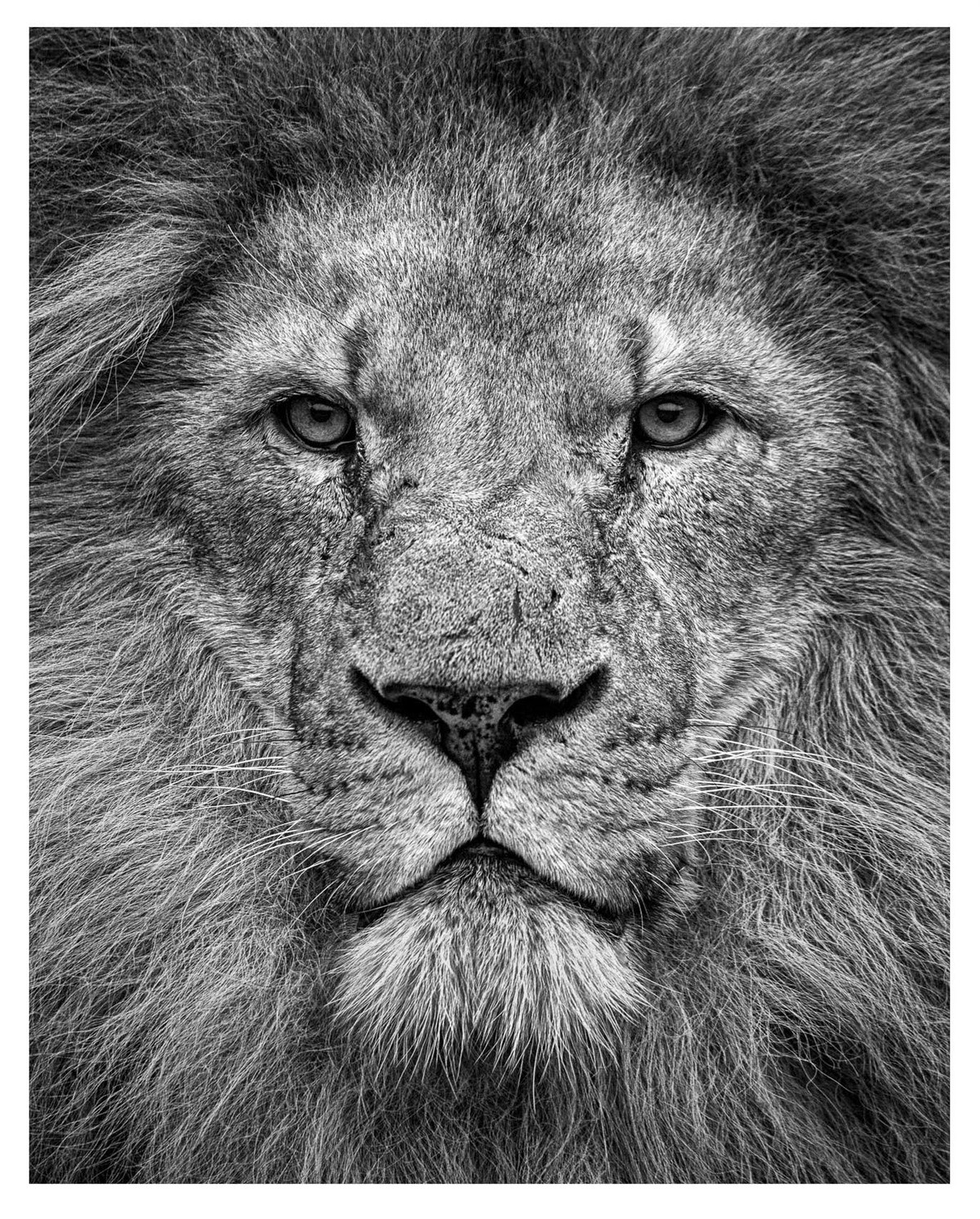 Portrait of an African Lion (81x102cm image) by Paul Coghlin | Buy Art ...