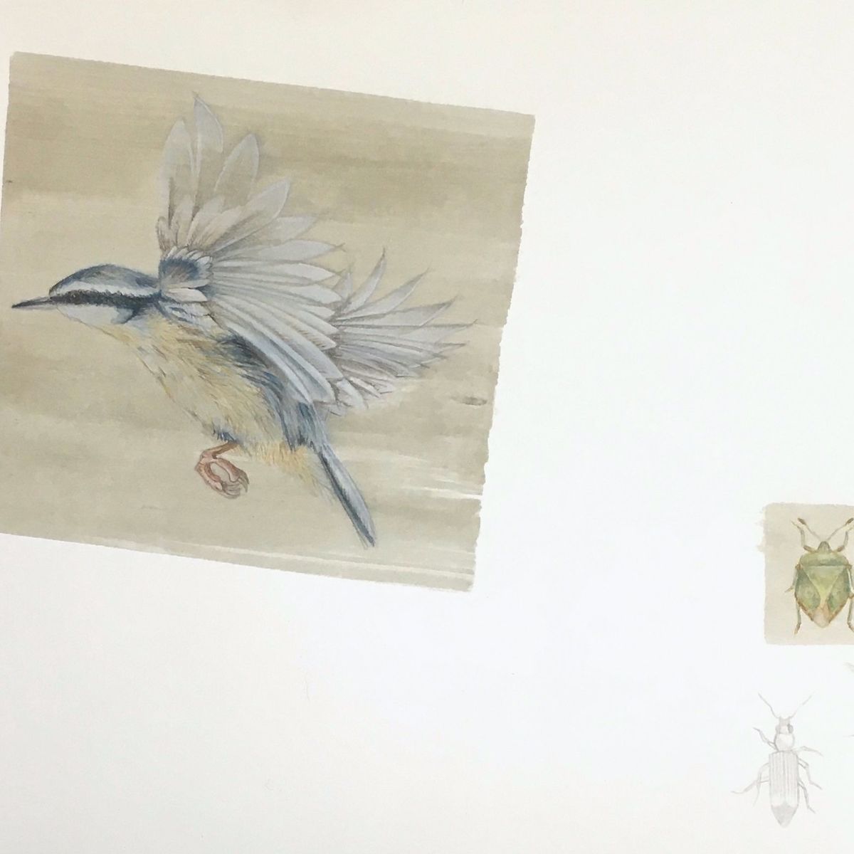 Vogelzeichnungen zum Kauf | Rise Art, image size:1200x1200