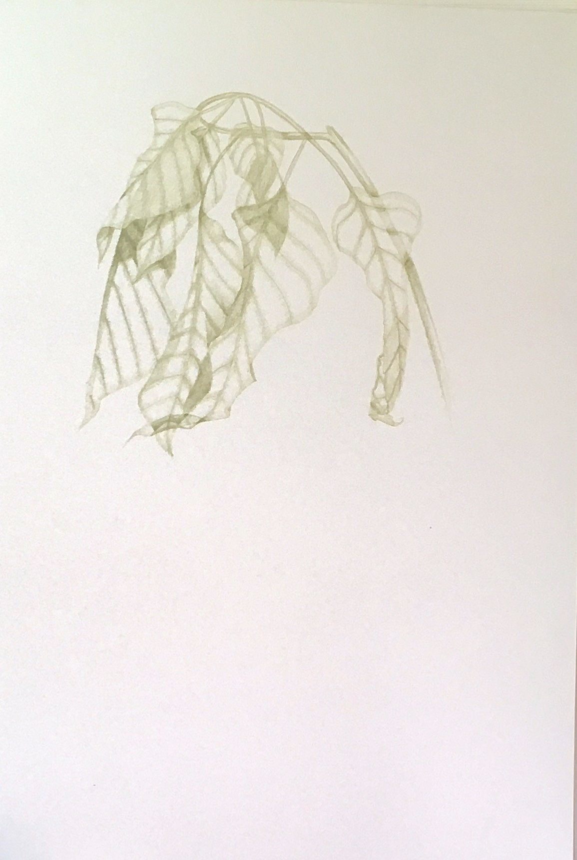 Leaf Study IV par Sarah Goldbart | Acheter de l'art en ligne | Rise Art