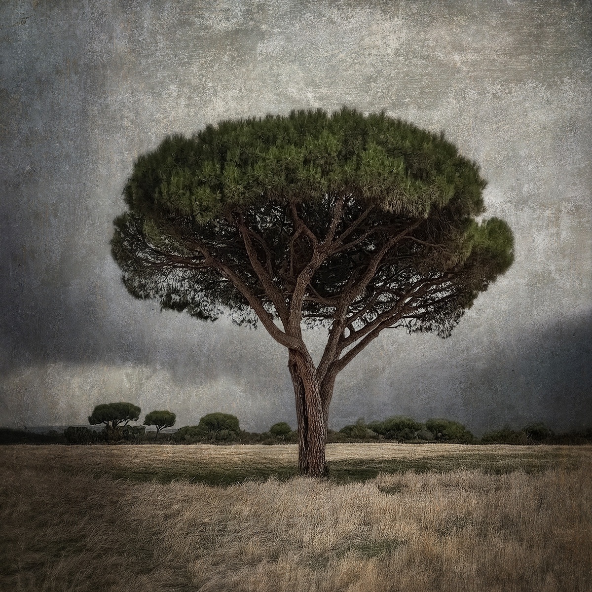 Pin solitaire par Thierry Boitier | Acheter de l'art en ligne | Rise Art