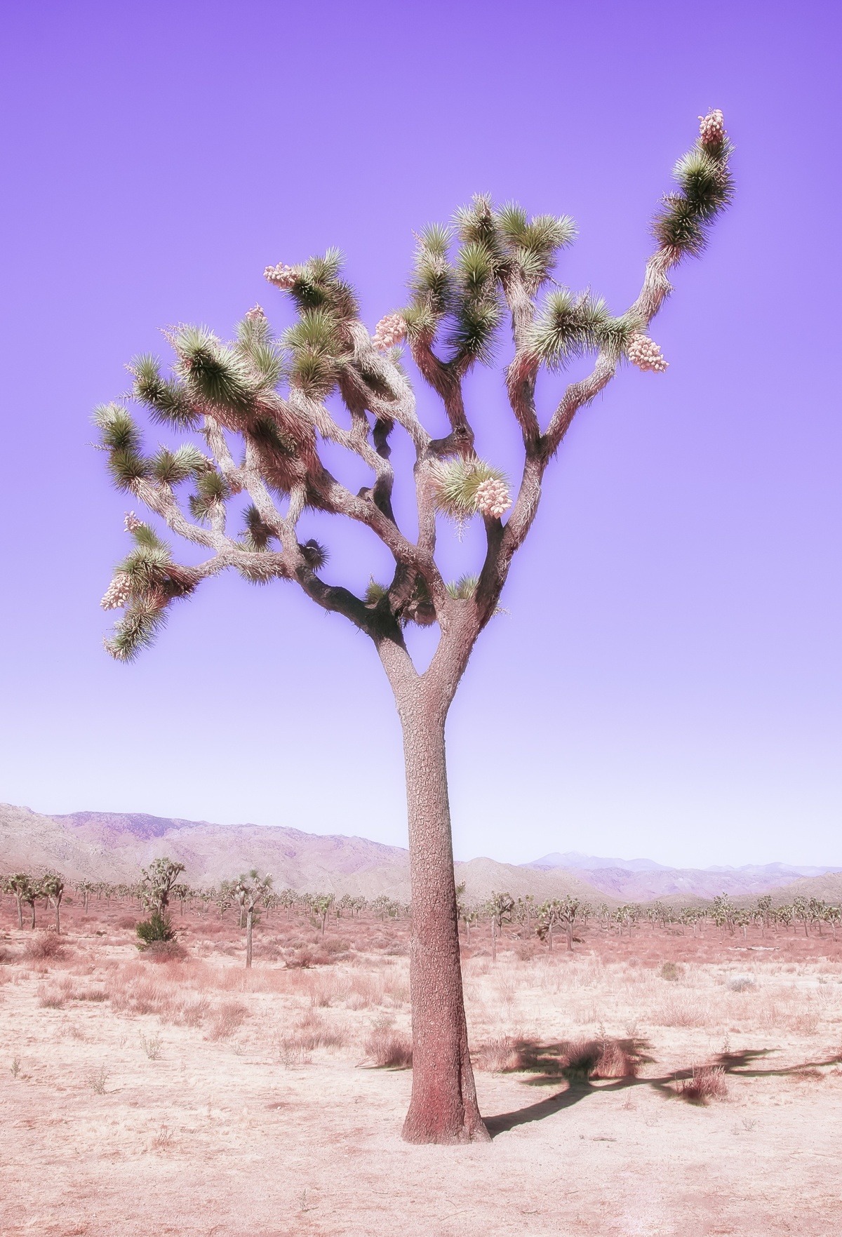 JOSHUA TREE - PERIWINKLE by Kristin Hart | Buy Art Online | Rise Art