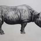 RHINOCEROS (state II)