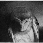 It's A Hard World For Little Things: Owl #2