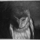 It's A Hard World For Little Things: Owl #2