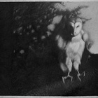 It's A Hard World For Little Things: Owl #1