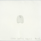 Untitled (apparition) study no: 1