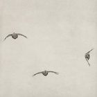 Covey of Grouse - Right