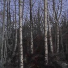 Birch, winter (11)