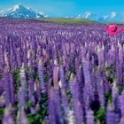 Purple Lupins