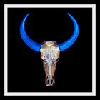 Gold and Blue Speckled Skull on Diamond Dust