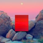 In the Wild: Joshua Tree