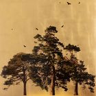 Arboretum Pinus In Excelsis III