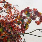 Autumnal Maple, Golden Ratio