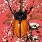 Pink Stag Beetle