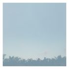 La forêt d'ailleurs