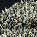 Sur un lit de pourpiers à l'île d'Yeu