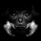 Gibbon