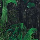 Dans le bois - Le palmier