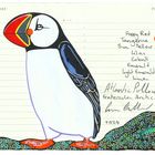 Little Atlantic Puffin