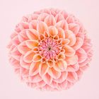 Pink Dahlia Circle I, Limited Edition No 1 of 7, (140 x 140cm image size) - SOLD
